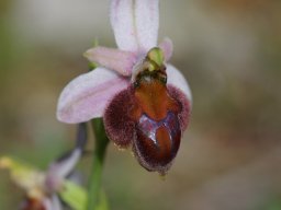 Ophrys_lucis_Kolymbia_1